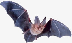 Bat 动物素材