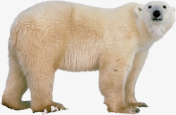 北极熊产品修饰物品合成素材