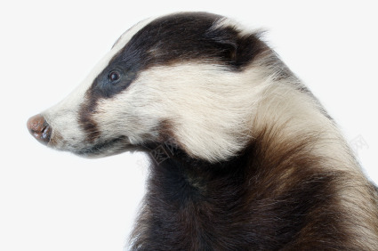 Badger 动物png免抠素材_新图网 https://ixintu.com 动物