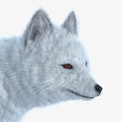 北极狐动物素材