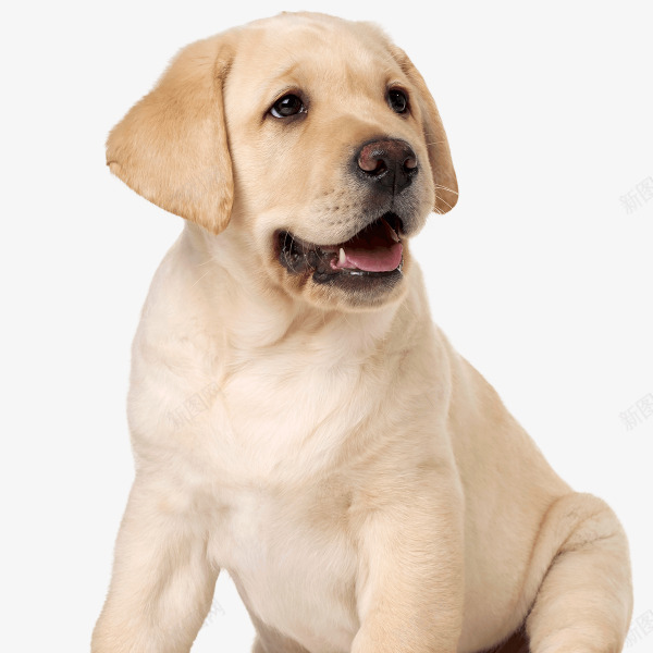 labradorretriever64动物png免抠素材_新图网 https://ixintu.com 动物