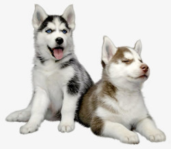 kisssiberianhuskypuppypetmengmengdahusky5a7a4cbc0d8aa22671031415179644760555动物素材