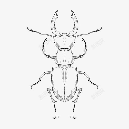 鹿甲虫虫子昆虫svg_新图网 https://ixintu.com 甲虫 虫子 昆虫 自然 神秘