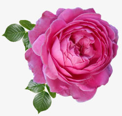 玫瑰 粉红色 花 香 香水 剪出 孤立 花园 自然清新植物素材