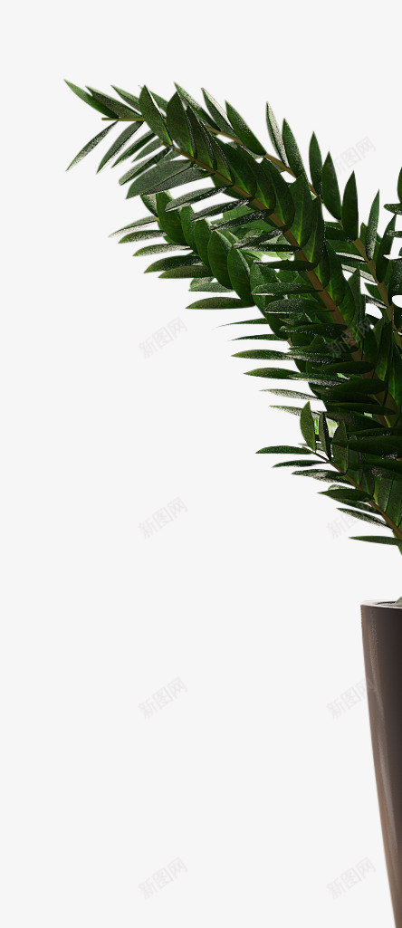 树2植物png免抠素材_新图网 https://ixintu.com 植物