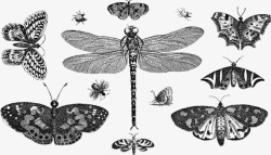 昆虫动物线条艺术蝴蝶蝴蝶素材