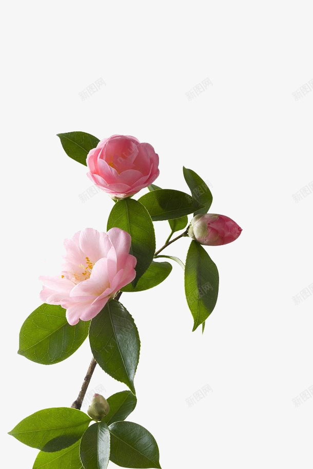 山茶花图化妆品类png免抠素材_新图网 https://ixintu.com 山茶 茶花 化妆 化妆品 品类