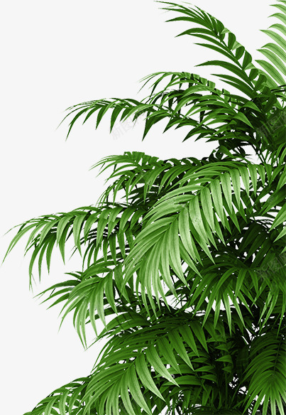 植物1花草png免抠素材_新图网 https://ixintu.com 植物 花草