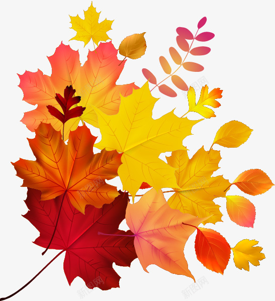 Autumn Maple 547599 transprent  Free Download  Flower Leaf Petal  Clean  Kiss植物png免抠素材_新图网 https://ixintu.com 植物