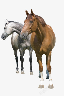 马动物 T2021324  动物动物素材