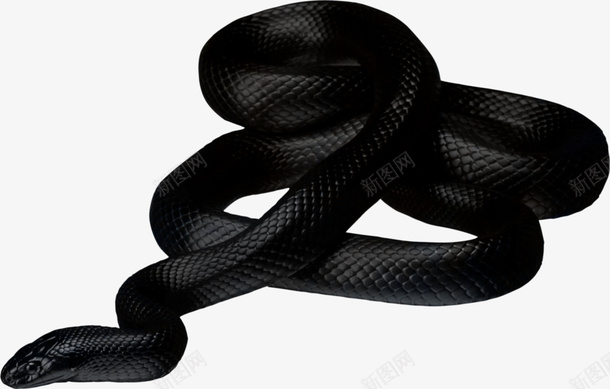 爬行动物冷血动物黑色的蛇png免抠素材_新图网 https://ixintu.com 冷血动物 动物 扁平化蛇 爬行动物 蛇 黑蛇