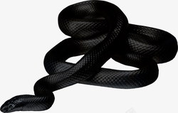 扁平化蛇爬行动物冷血动物黑色的蛇高清图片