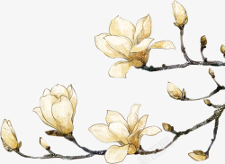玉兰花元素手绘精美白玉兰矢量插画素材高清图片