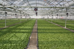 大棚种植蔬菜种植机械图高清图片