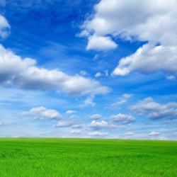 蓝天下的植物图片白云蓝天青草地高清图片