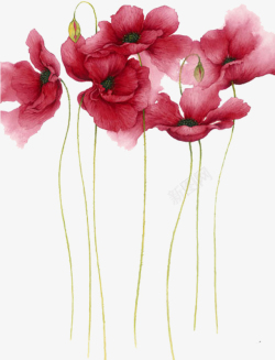 红花中国风手绘水彩风虞美人花插画素材高清图片