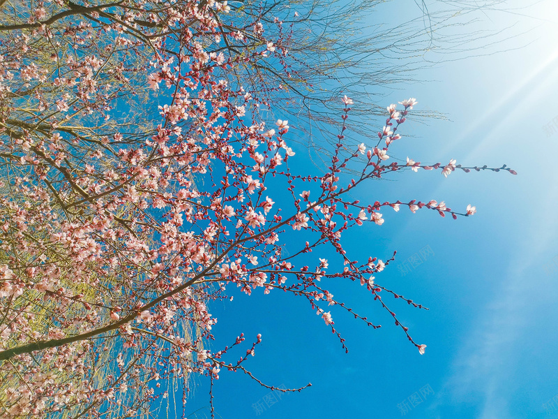 蓝天下的花朵jpg设计背景_新图网 https://ixintu.com 春天 春花 小清新 杏花 桃花