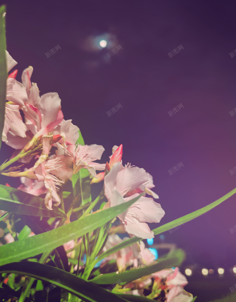 夜色中盛开的花美丽的夜景jpg设计背景_新图网 https://ixintu.com 夜晚 花朵 美景 花瓣