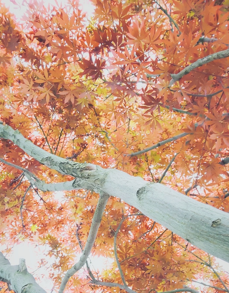 秋天靓丽的景色jpg设计背景_新图网 https://ixintu.com 黄 秋天 叶子 树