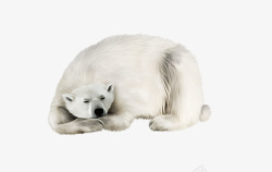 乏力睡着睡着的北极熊高清图片