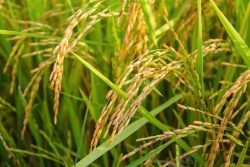 成熟水稻绿色成熟水稻高清图片