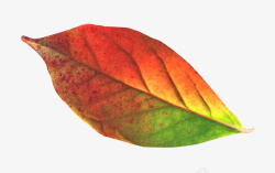 五一红色彩色的叶子绿叶枫叶植物高清图片