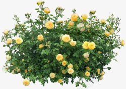 黄色玫瑰蔷薇植株素材高清图片