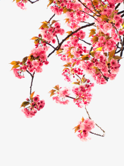 盛开的樱花树下素材