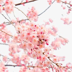 桃花树粉色桃花花朵桃花树高清图片