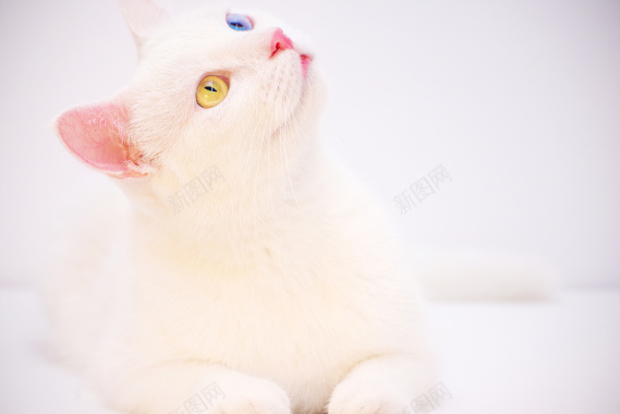 白色胖嘟嘟猫咪白色系可爱小猫咪背景