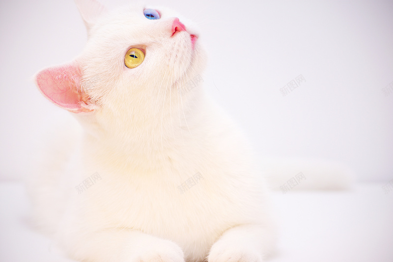 白色系可爱小猫咪jpg设计背景_新图网 https://ixintu.com 高清 小猫咪 可爱 白色系