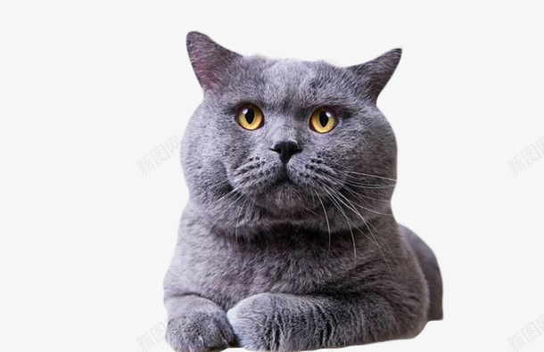 可爱的小懒猫蓝猫png免抠素材_新图网 https://ixintu.com 养猫 动物 宠物 英短 蓝猫