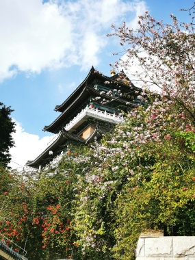 风景蓝天鲜花背景