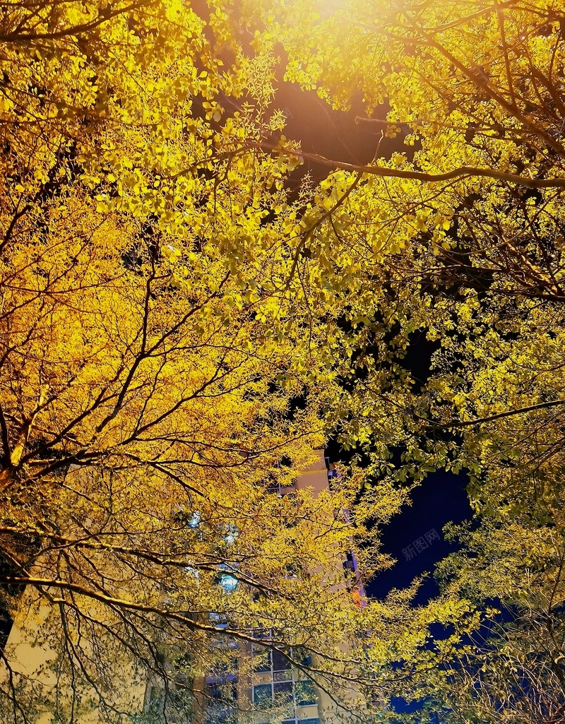 秋季树叶昏黄jpg设计背景_新图网 https://ixintu.com 温暖 枯黄 灯光 树木