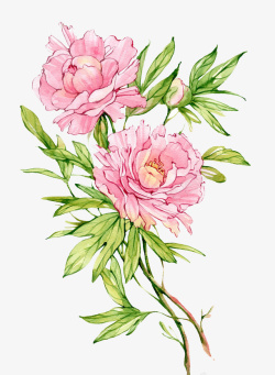 粉红色的花免抠图片美丽的花绿色植物花朵高清图片