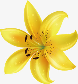黄色百合黄色的花朵高清图片