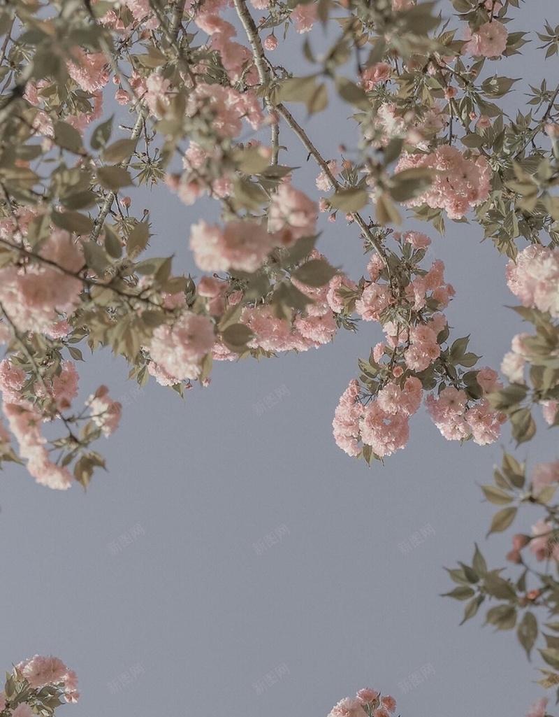 天空与木槿花jpg设计背景_新图网 https://ixintu.com 粉色 蓝色 小清新 风景