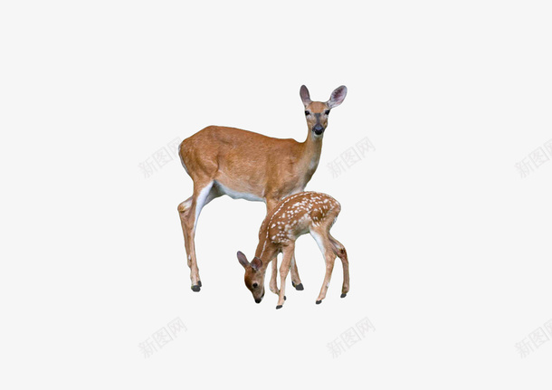 林间的两头鹿png免抠素材_新图网 https://ixintu.com 森林 动物 可爱 鹿