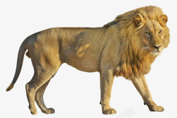 狮子png透明图像素材