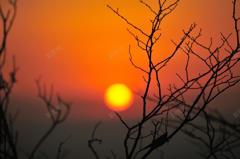 无尽夕阳无限好jpg设计背景_新图网 https://ixintu.com 太阳 挂着红色太阳的天空 树木 落日 黄色