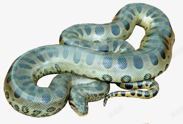 爬行动物冷血动物青色的蛇png免抠素材_新图网 https://ixintu.com 爬行动物 冷血动物 蛇 动物
