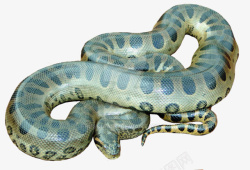 爬行动物冷血动物青色的蛇素材