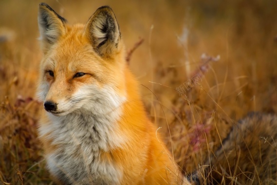 狐狸在草地上特写镜头背景