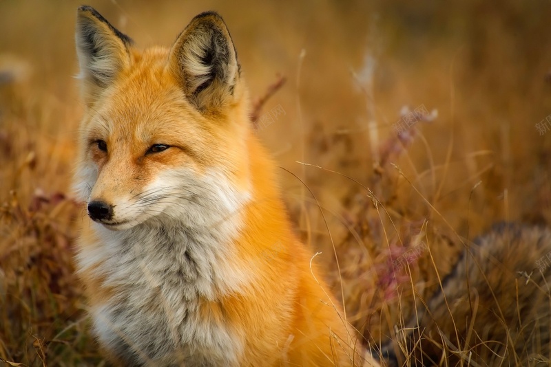 狐狸在草地上特写镜头jpg设计背景_新图网 https://ixintu.com 大自然 狐狸 动物 特写 镜头