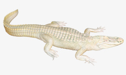捕食者白色的鳄鱼透明图像高清图片