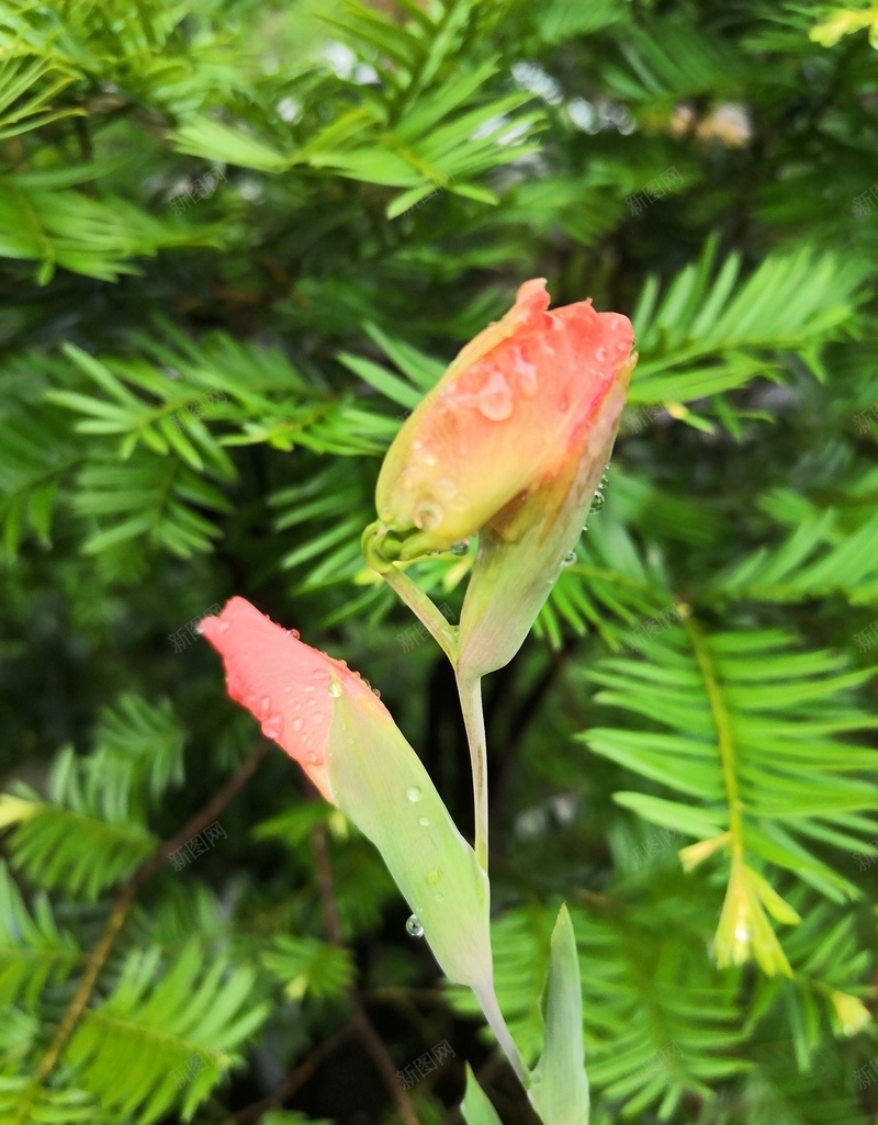 母亲节鲜花背景jpg设计背景_新图网 https://ixintu.com 母亲节 感恩 鲜花 背景