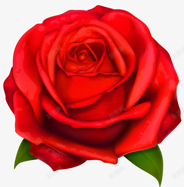 红玫瑰花朵装饰矢量eps免抠素材_新图网 https://ixintu.com 玫瑰红色 红玫瑰 红色花朵 花朵矢量 花朵装饰