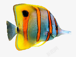 海底的鱼类高清鱼类色彩高清图片