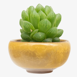 植物盆黄色盆多肉植物玉露盆栽素材高清图片