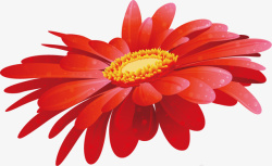 红色的菊花红色的花朵高清图片
